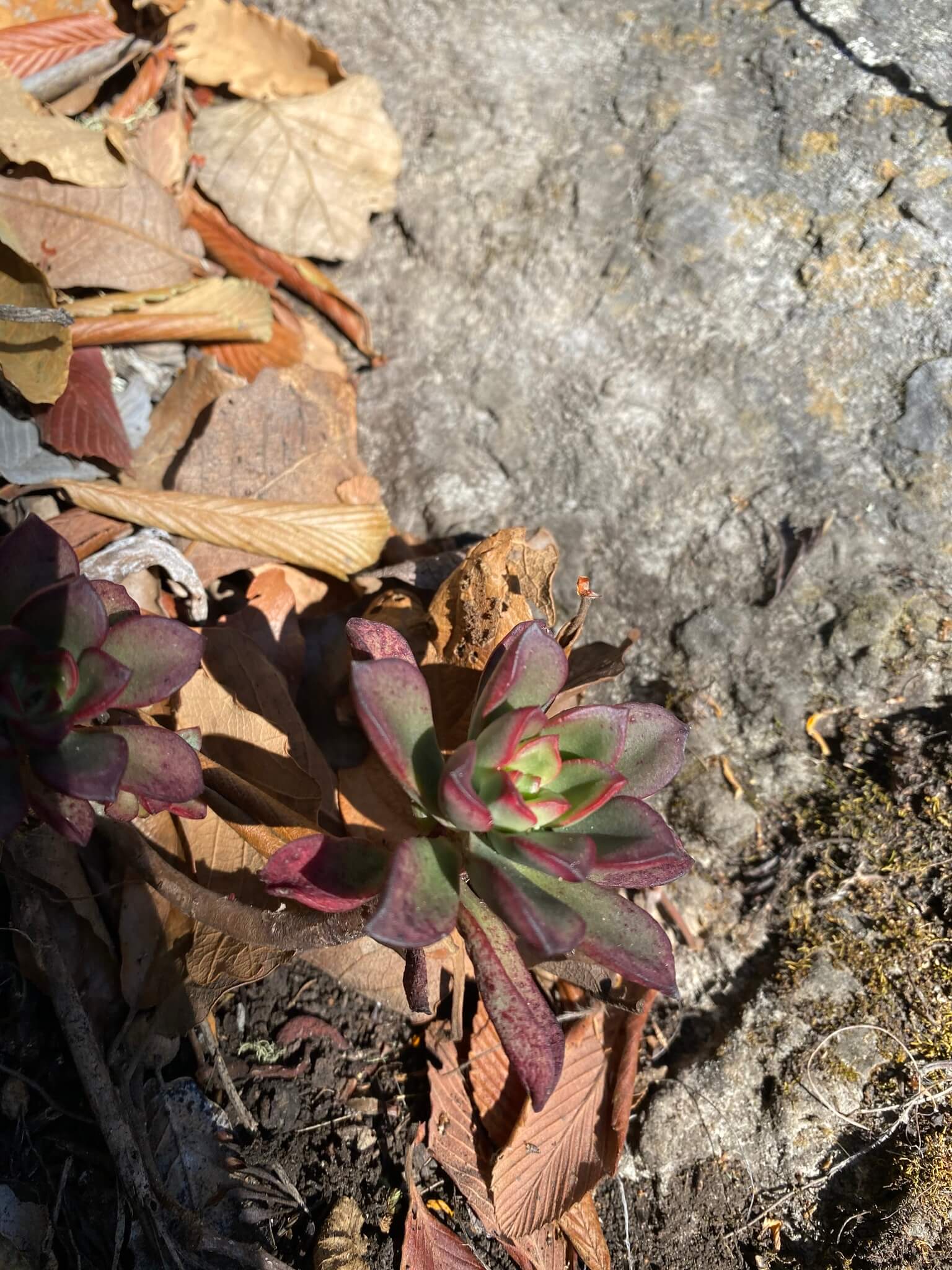 Echeveria multicaulis
